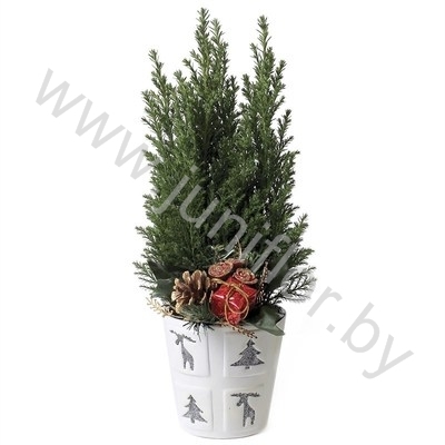 Кипарис Cham.Glossy Zilver Kersttoef NO SNOW