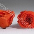 Стабилизированная роза Rose pr ORA-02