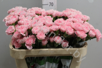 Гвоздика Pink