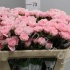 Гвоздика Pink Гвоздика Pink