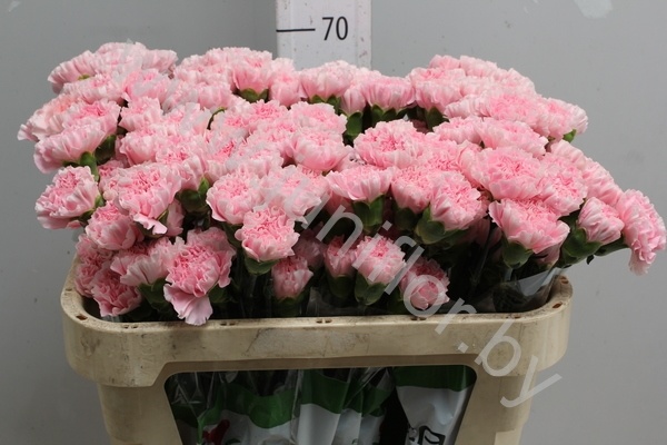 Гвоздика Pink