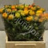 Ранункулус Ranunculus Orange Ранункулус Ranunculus Orange