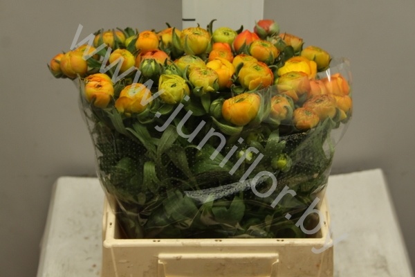 Ранункулус Ranunculus Orange