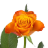 Mariyo.png Роза Mariyo