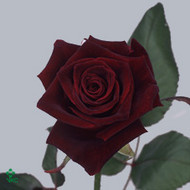 Роза Black baccara