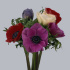 Anemone_Marianne_Mix.jpg Анемон Anemone Mix