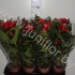 Антуриум Vitara Red Антуриум Vitara Red