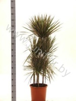 Драцена Dracaena Bicolor Carrousel
