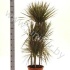 Драцена Dracaena Bicolor Carrousel Драцена Dracaena Bicolor Carrousel