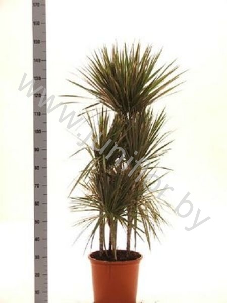 Драцена Dracaena Bicolor Carrousel