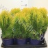 Туя Thuja Aurea Nana Туя Thuja Aurea Nana
