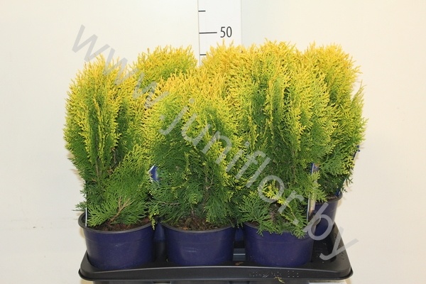 Туя Thuja Aurea Nana