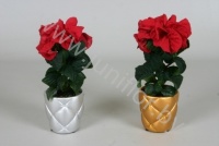 Пуансетия Euphorbia Winter Rose Gouden Ompot