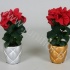 Пуансетия Euphorbia Winter Rose Gouden Ompot Пуансетия Euphorbia Winter Rose Gouden Ompot