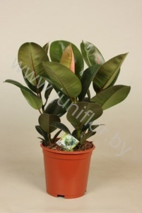 Фикус Ficus Robusta 3pp