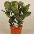 Фикус Ficus Robusta 3pp Фикус Ficus Robusta 3pp
