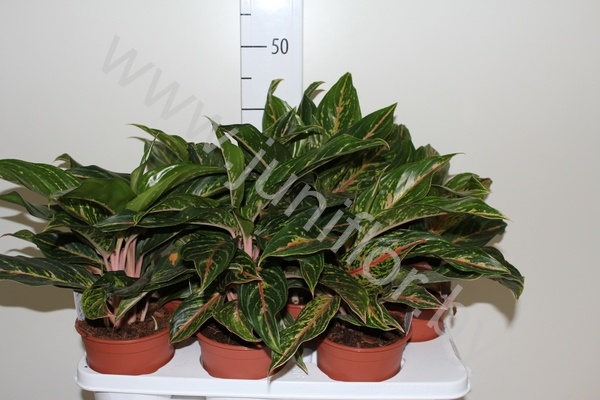 Аглаонема Aglaonema Suzy