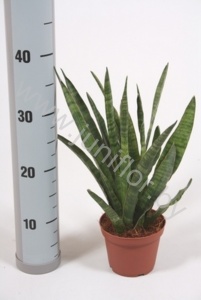 Сансевиерия Sansevieria Kirkii