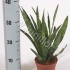 Сансевиерия Sansevieria Kirkii Сансевиерия Sansevieria Kirkii
