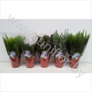 Папоротник микс Varens Gemengd Extra