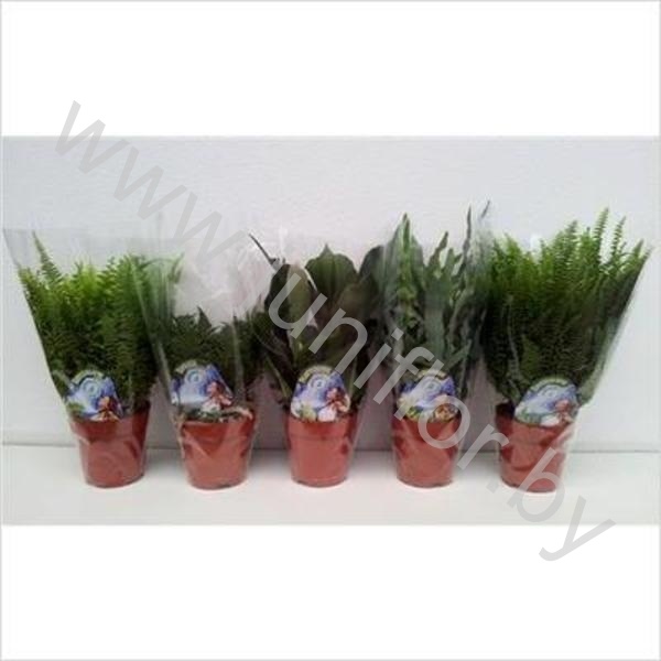 Папоротник микс Varens Gemengd Extra