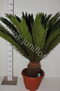 Цикас Cycas Revoluta CITES