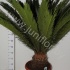 Цикас Cycas Revoluta CITES Цикас Cycas Revoluta CITES