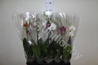 Фаленопсис Phal Mixed 1 Stem