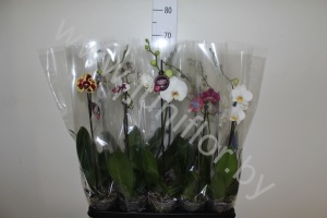 Фаленопсис Phal Mixed 1 Stem