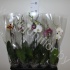 Фаленопсис Phal Mixed 1 Stem Фаленопсис Phal Mixed 1 Stem