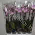 Фаленопсис Phal So Satisfied 2-Tak Фаленопсис Phal So Satisfied 2-Tak