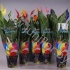 Спатифиллюм Spathiphyllum Coloursplash Спатифиллюм Spathiphyllum Coloursplash