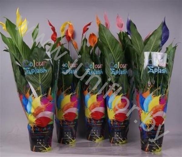 Спатифиллюм Spathiphyllum Coloursplash Спатифиллюм Spathiphyllum Coloursplash