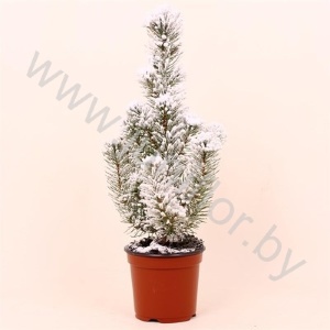 Сосна Pin.Sneeuw SNOW
