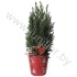 Кипарис Cham.Glossy Rood Kersttoef NO SNOW