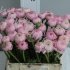 Ранункулус Ranunculus Pink Ранункулус Ranunculus Pink