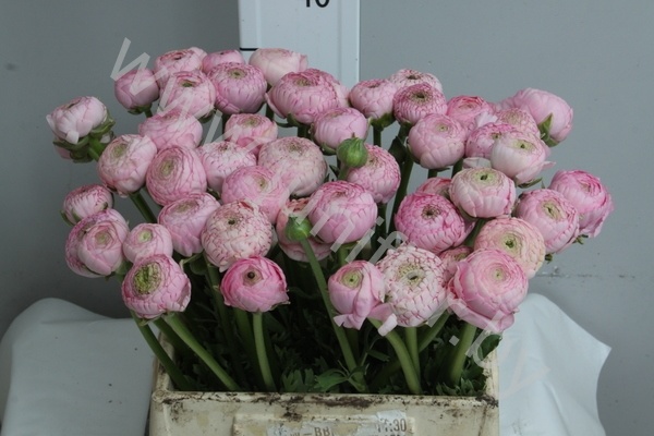 Ранункулус Ranunculus Pink Ранункулус Ranunculus Pink