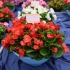 Бегония Begomia Semperflorens Champion Highlight Red Бегония Begomia Semperflorens Champion Highlight Red
