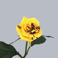 Роза Simsalabim