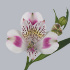 Alstromeria_Calyspo.jpg Альстромерия Calyspo