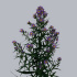 Астра Aster Blue Moon
