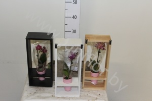 Фаленопсис 1-Tak Wall Frame