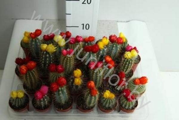 Кактус  StroBloem Gemengd