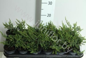 Можжевельник  Juniperus Repanda