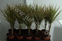 Драцена Dracaena Bicolor Enkel Stam
