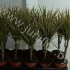 Драцена Dracaena Bicolor Enkel Stam Драцена Dracaena Bicolor Enkel Stam