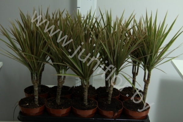 Драцена Dracaena Bicolor Enkel Stam