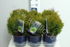 Туя Thuja Danica