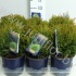 Туя Thuja Danica Туя Thuja Danica