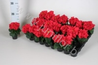 Пуансетия Euphorbia Winter Rose